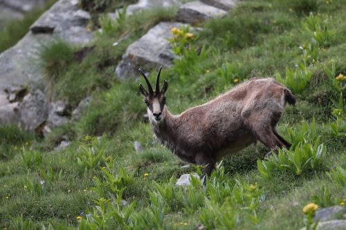 Альпийская серна. ALPINE CHAMOIS